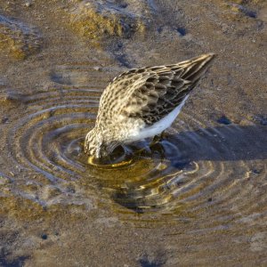 A03LeastSandpiper1221.jpg