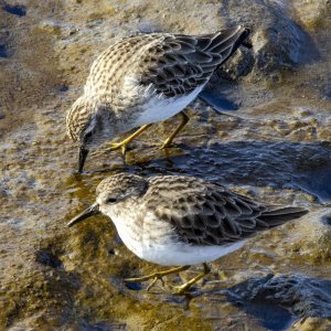 A04LeastSandpipers1201.jpg