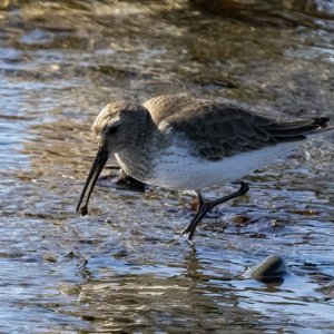 A02WesternSandpiper9800.jpg