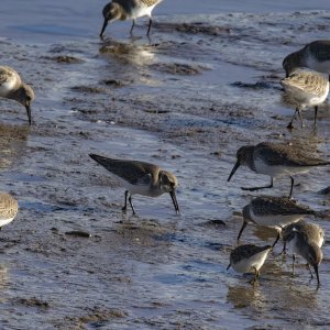 A05Dunlins&LeastSandpiper0275.jpg