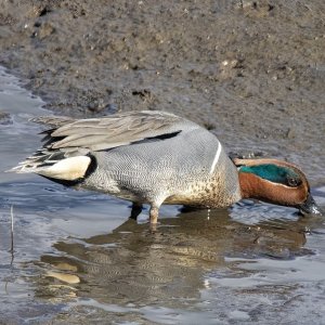 A07GreenWingedTealDrakeSlurpingBiofilm5619.jpg