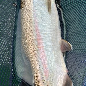 29B2D97E-9635-4AB0-A01E-77060FBB8D3E.jpeg