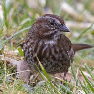 B03SongSparrow5327.jpg