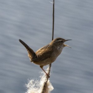 B07MarshWrenSinging5552.jpg