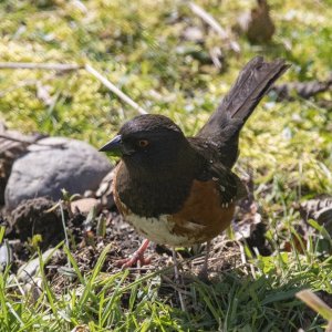 B07SpottedTowheeMale5546.jpg