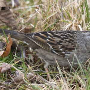 B08GoldenCrownedSparrow5442.jpg