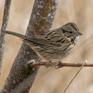 B09LincolnsSparrow5766.jpg