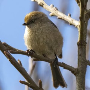 B10BushtitFemale5541.jpg