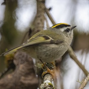 B11GoldenCrownedKinglet5484.jpg