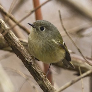 B12RubyCrownedKinglet5473.jpg