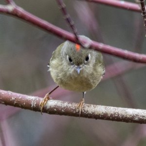 B14RubyCrownedKingletMale5658.jpg