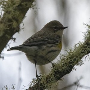 B15YellowRumpedWarbler5335.jpg
