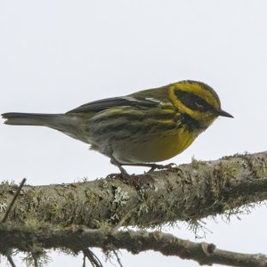 B16TownsendsWarbler5487.jpg
