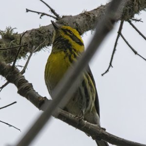 B17TownsendsWarbler5495.jpg
