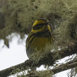 B18TownsendsWarbler5502.jpg