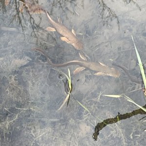 IMG_4361.jpeg