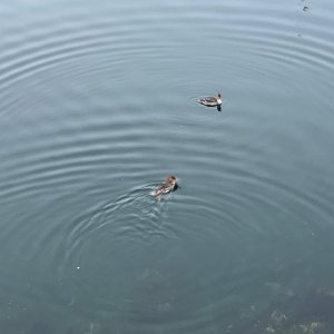 IMG_1272.jpeg