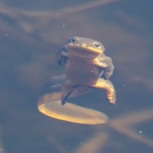 A01RoughSkinnedNewt5967.jpg