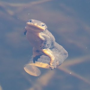 A02RoughSkinnedNewt5968.jpg