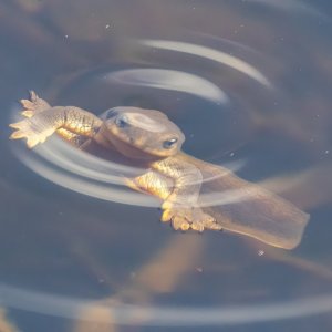 A03RoughSkinnedNewt5969.jpg