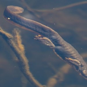 A04RoughSkinnedNewt5970.jpg