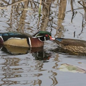A01WoodDuckPair5901.jpg