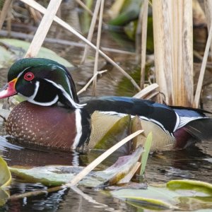 A02WoodDuckDrake5836.jpg