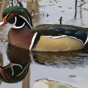 A03WoodDuckDrake5887.jpg