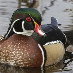 A04WoodDuckDrake5906.jpg
