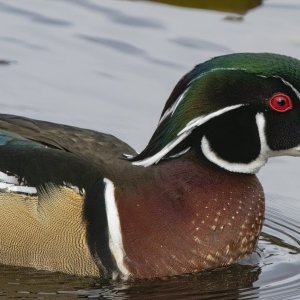A05WoodDuckDrake5909.jpg