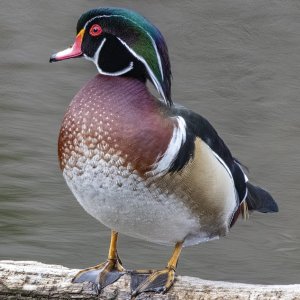 A06WoodDuckDrake6062.jpg