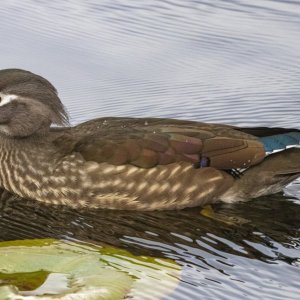 A07WoodDuckHen5885.jpg