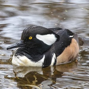 B08HoodedMerganserDrake5424.jpg