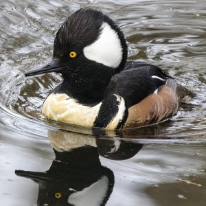 B09HoodedMerganserDrake5728.jpg