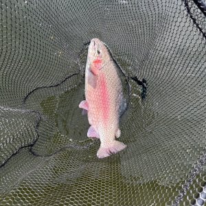 IMG_4600.jpeg
