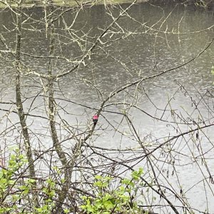 IMG_4421.jpeg