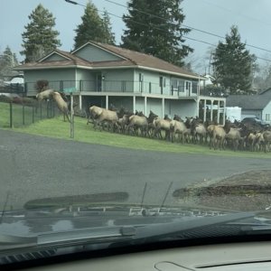 elkmarch2025.jpg