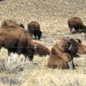 bison.jpg
