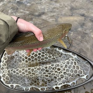 bow.jpg