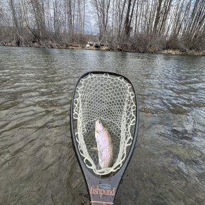 yakbow2.jpg