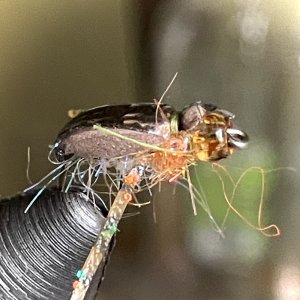 IMG_6914.jpeg