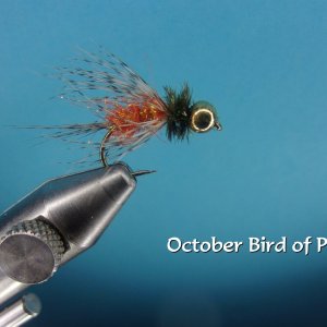 October Bird of Prey.jpg