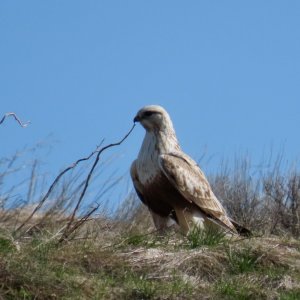 IMG_8646.jpeg