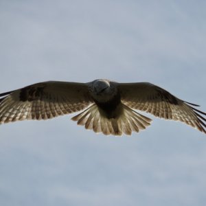 IMG_8642.jpeg