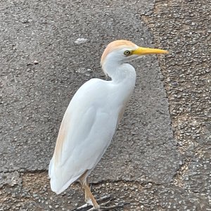 IMG_2391.jpeg