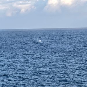 IMG_2436.jpeg