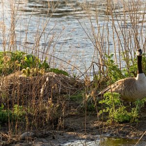 006-goslings-041625.jpg