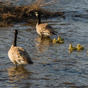 039-goslings-041625.jpg