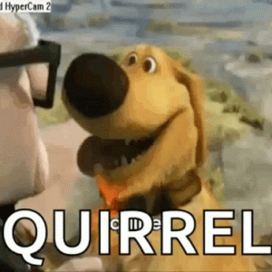 squirrel-huh.gif
