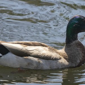B01 MallardDrake9593.jpg